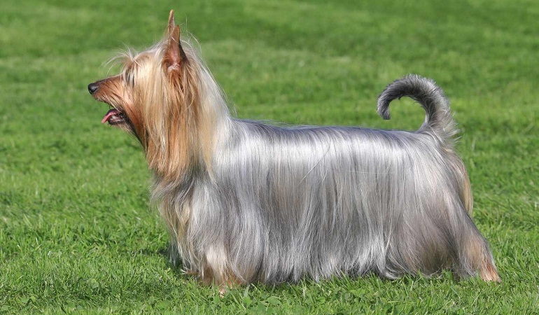 terrier dal pelo setoso