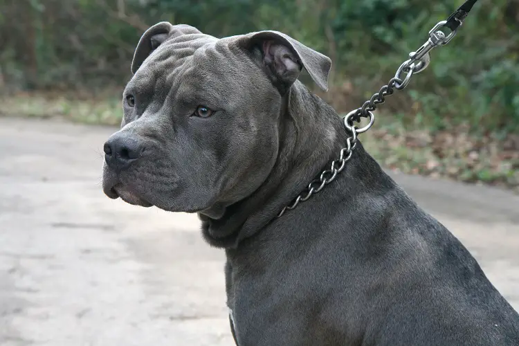 cucciolo di pitbull blu