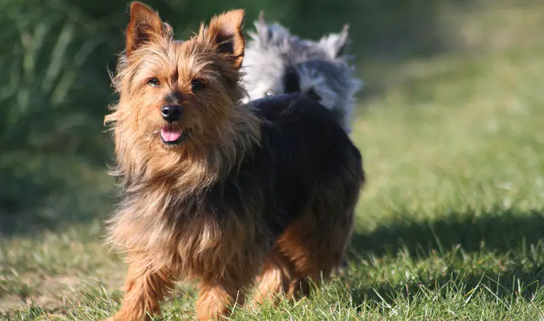 miscela di terrier australiano