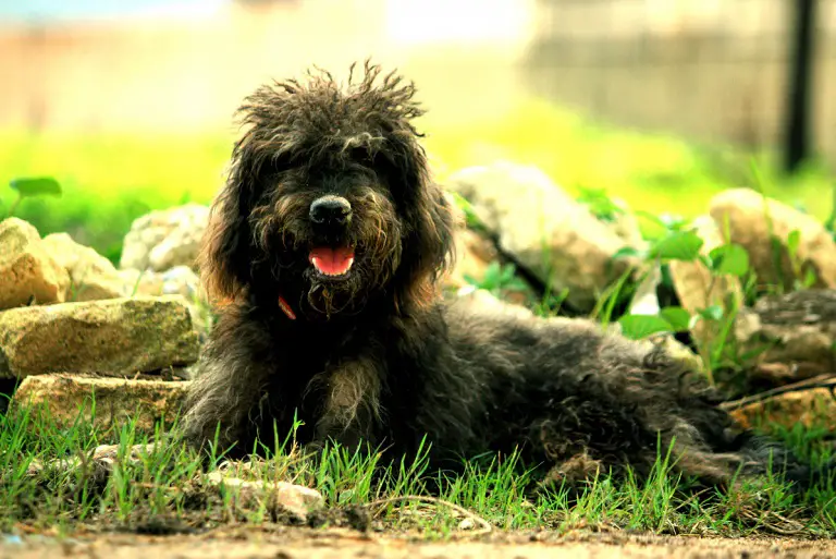 Cane Bouvier des Flandres
