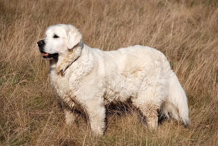 cane dei pirenei