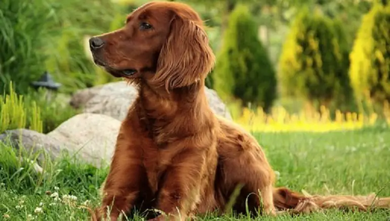   Razza canina Setter Irlandese 
