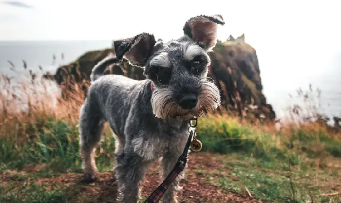 mini-schnauzer
