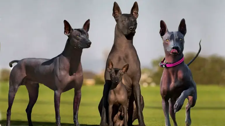 cane xoloitzcuintli