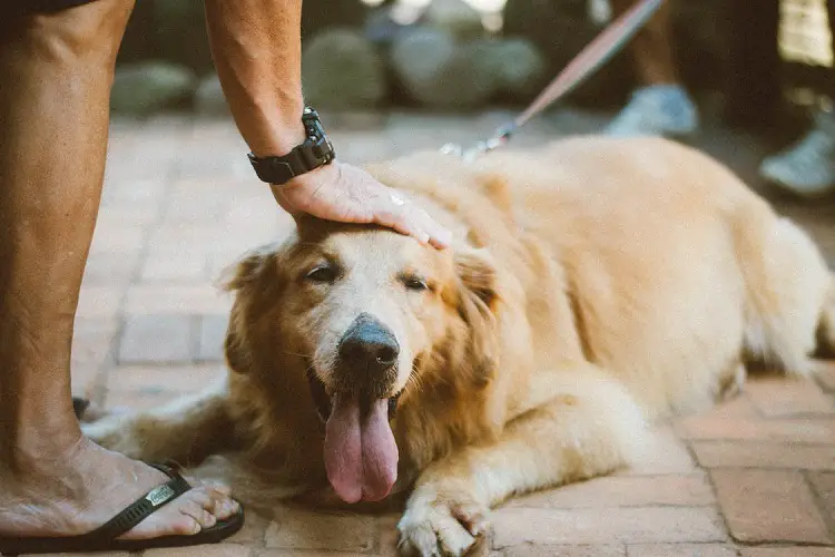 popolazione di cani