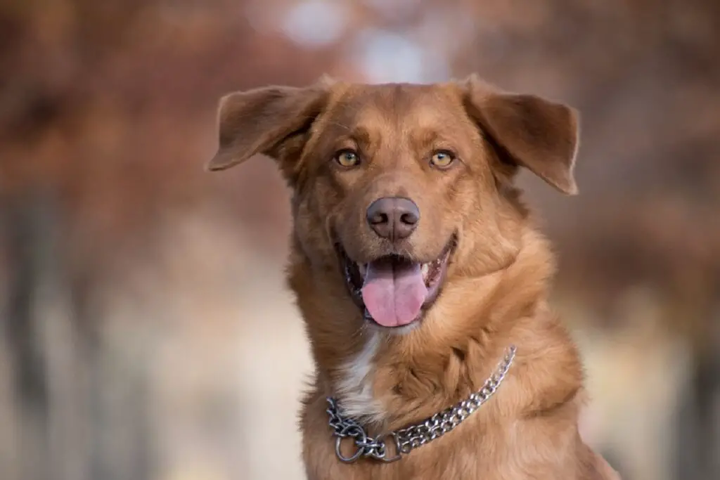 Come posizionare correttamente un collare a punta su un cane?