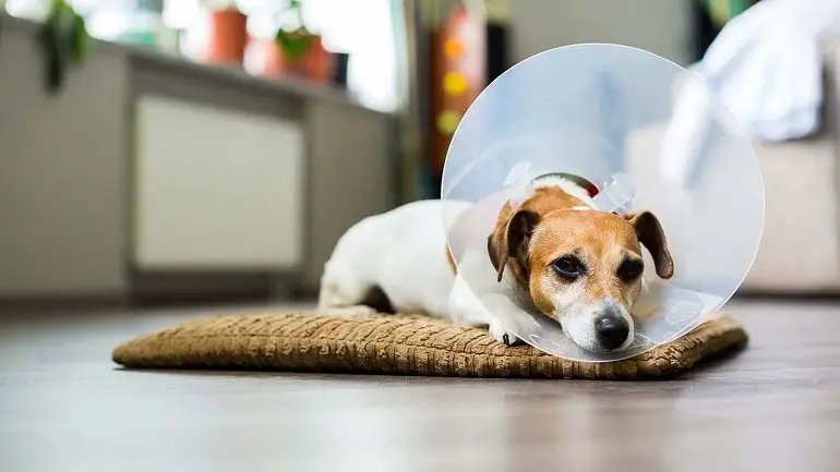 cane aggressivo dopo la castrazione