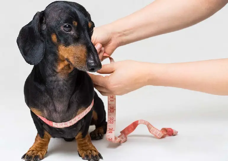 misurare il petto del cane