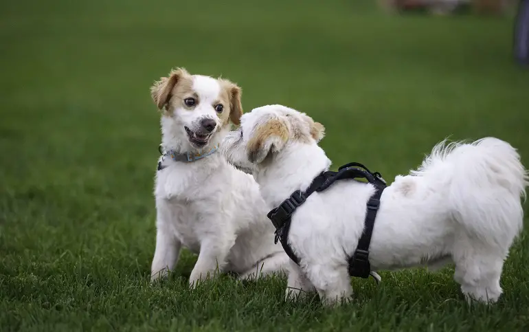 addestramento del cane per la socializzazione