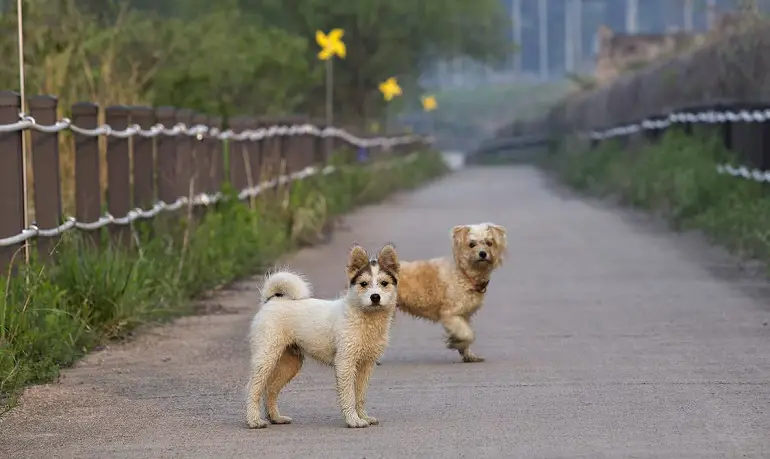 come socializzare i cani