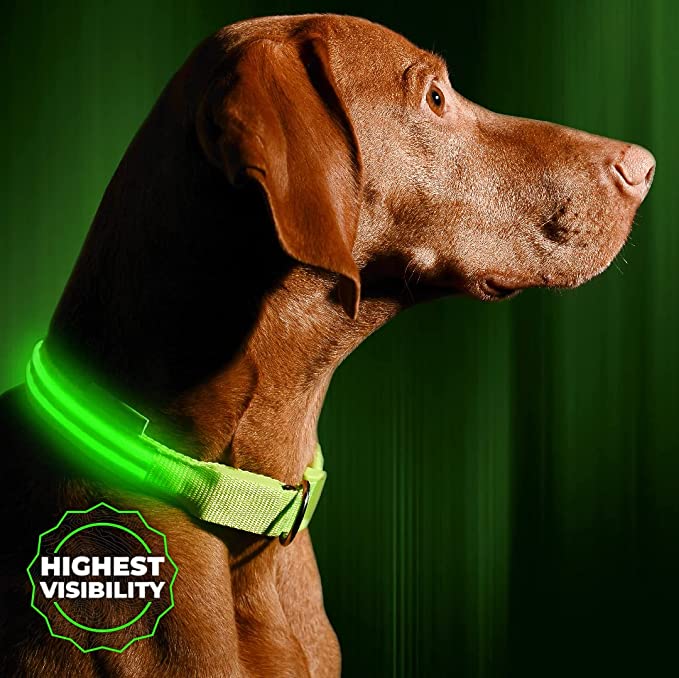 ILLUMISEEN LED Dog Collar 6