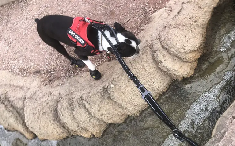 miglior guinzaglio per addestramento del cane