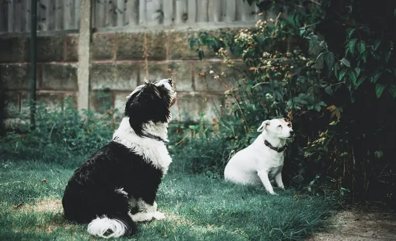 puoi socializzare un cane anziano