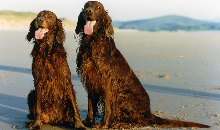 cane setter irlandese
