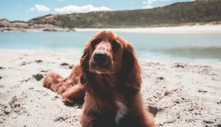 cane setter irlandese