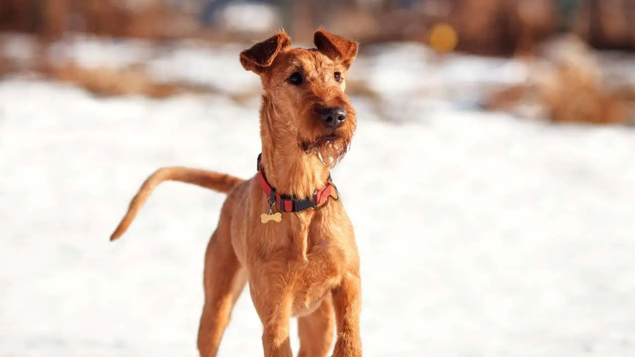 Terrier irlandese