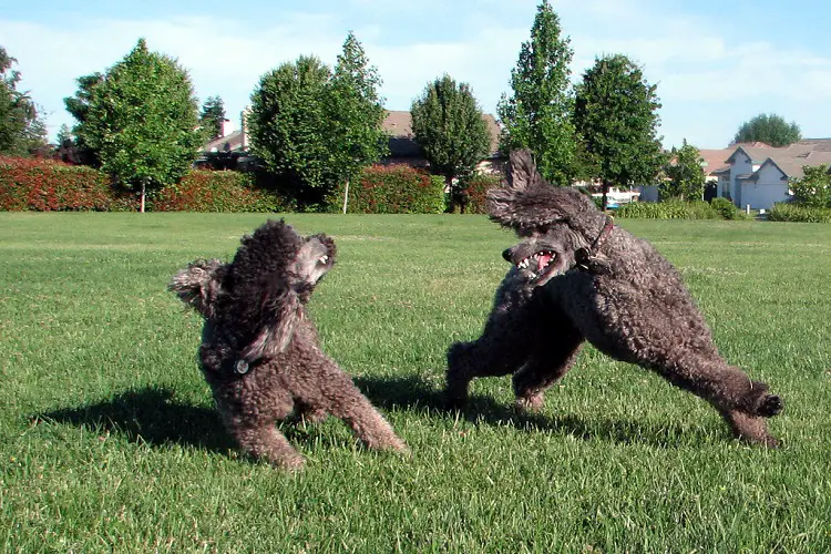 spaniel irlandese