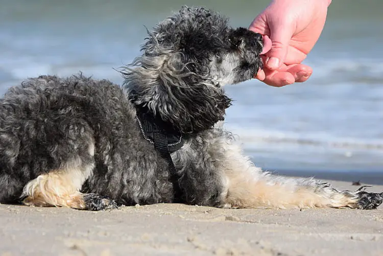 spaniel irlandese a pelo corto