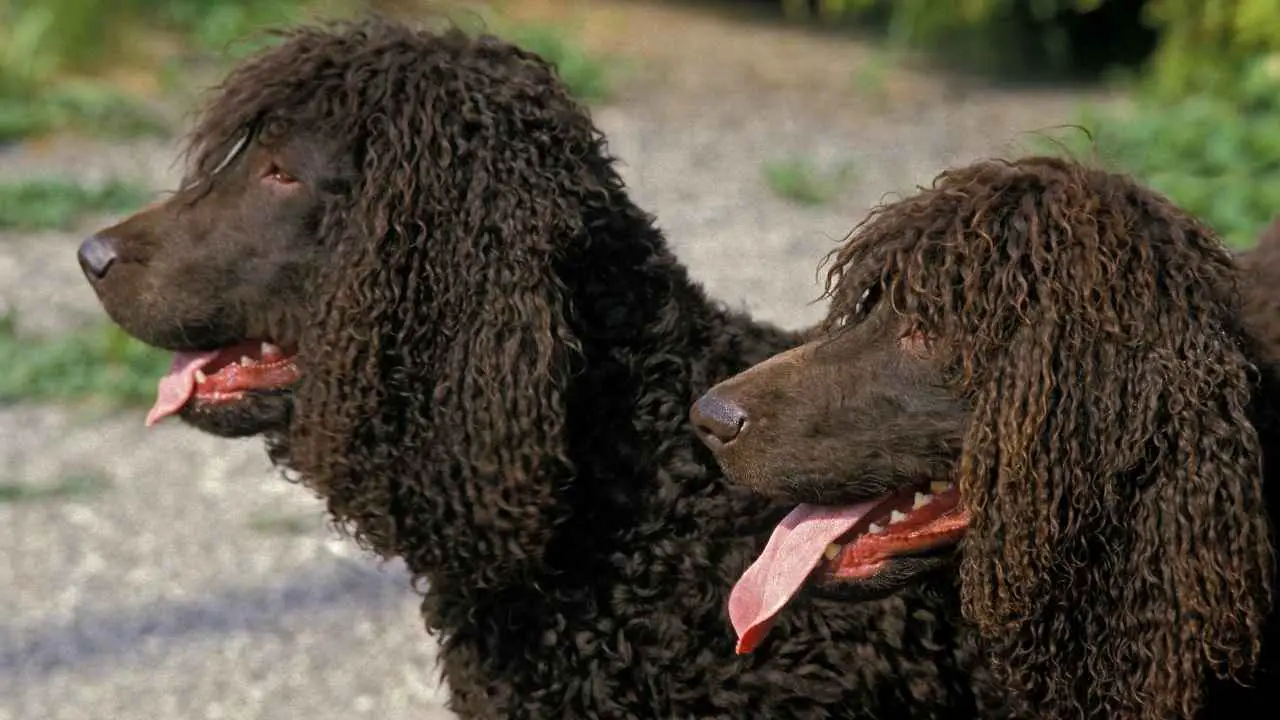 Spaniel d'acqua irlandese