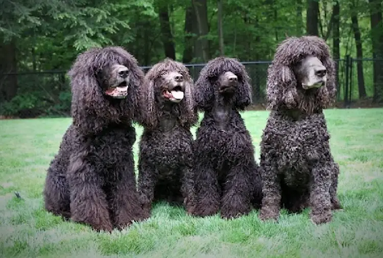 spaniel d'acqua inglese