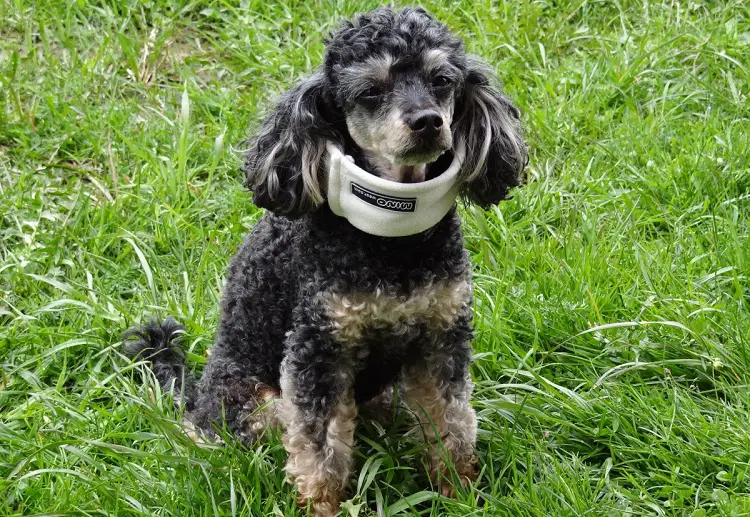 cane da acqua spaniel