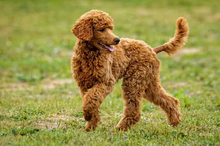 cuccioli di water spaniel irlandese