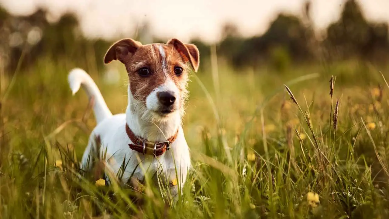 Jack Russel Terrier