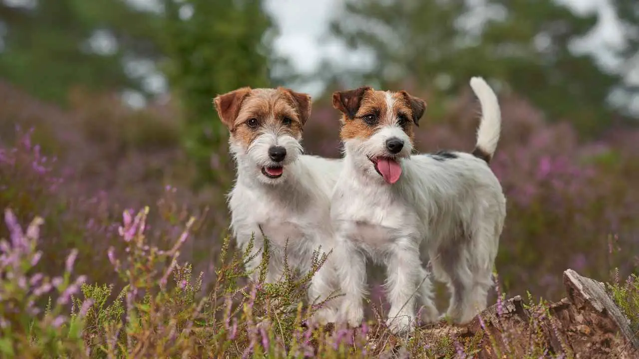 Jack Russel Terrier