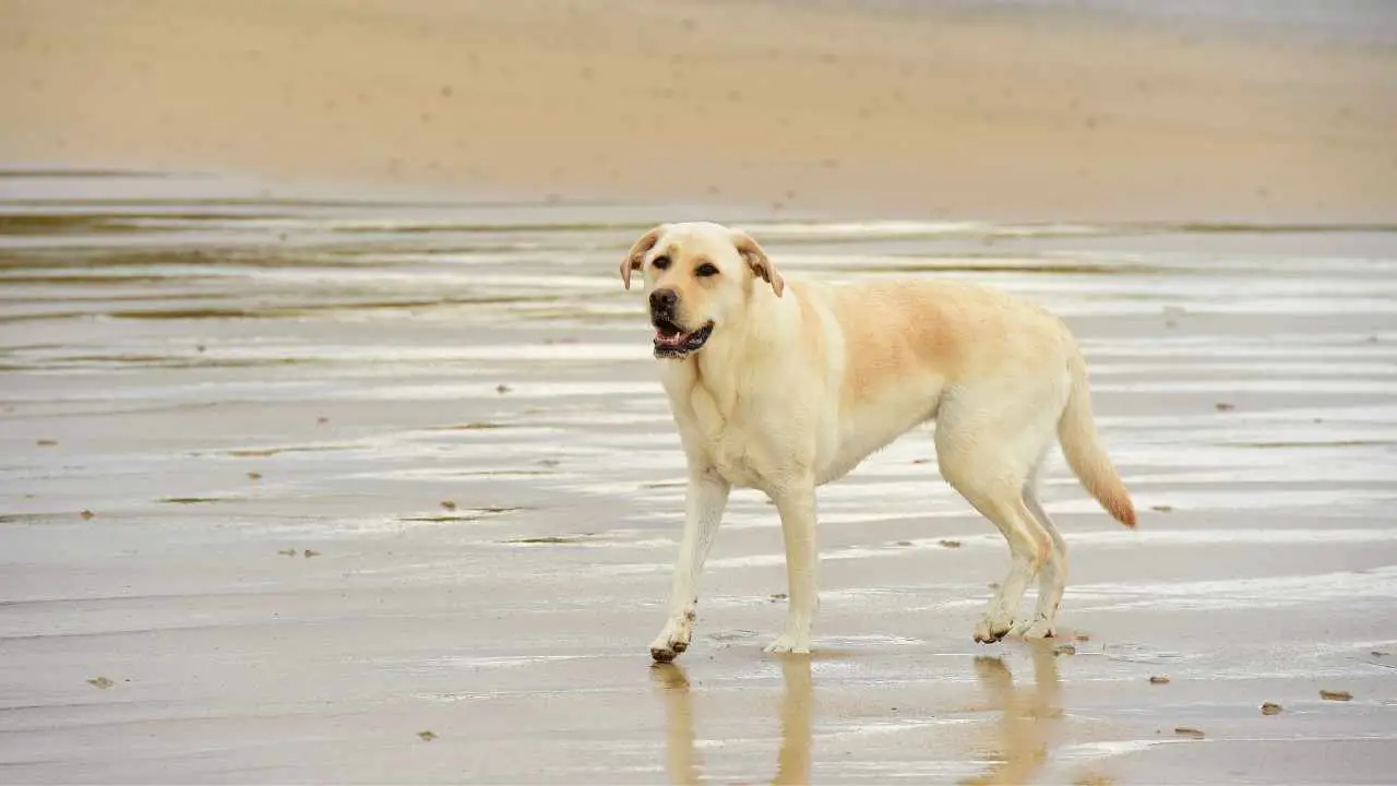 Labrador Retriever