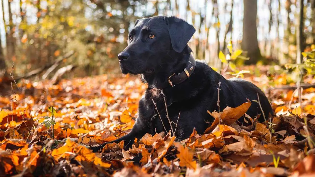 Labrador Retriever