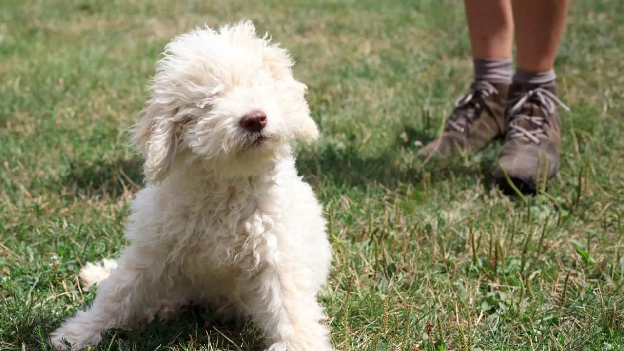 Lagotto Romagnolo