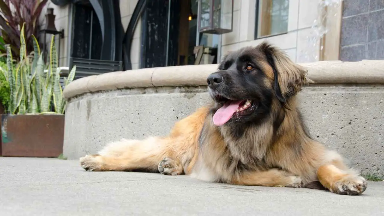 Leonberger