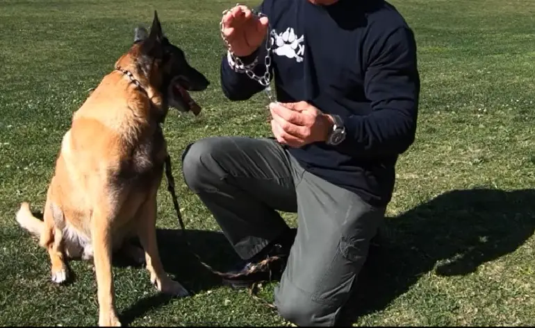 come indossare un collare soffocante per cani