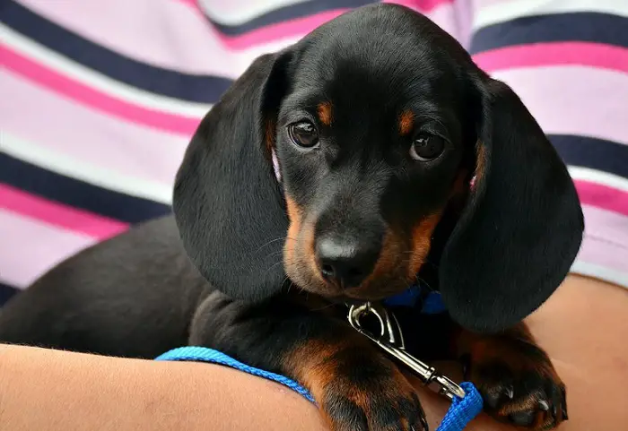 perché il mio cane è più aggressivo dopo essere stato castrato?