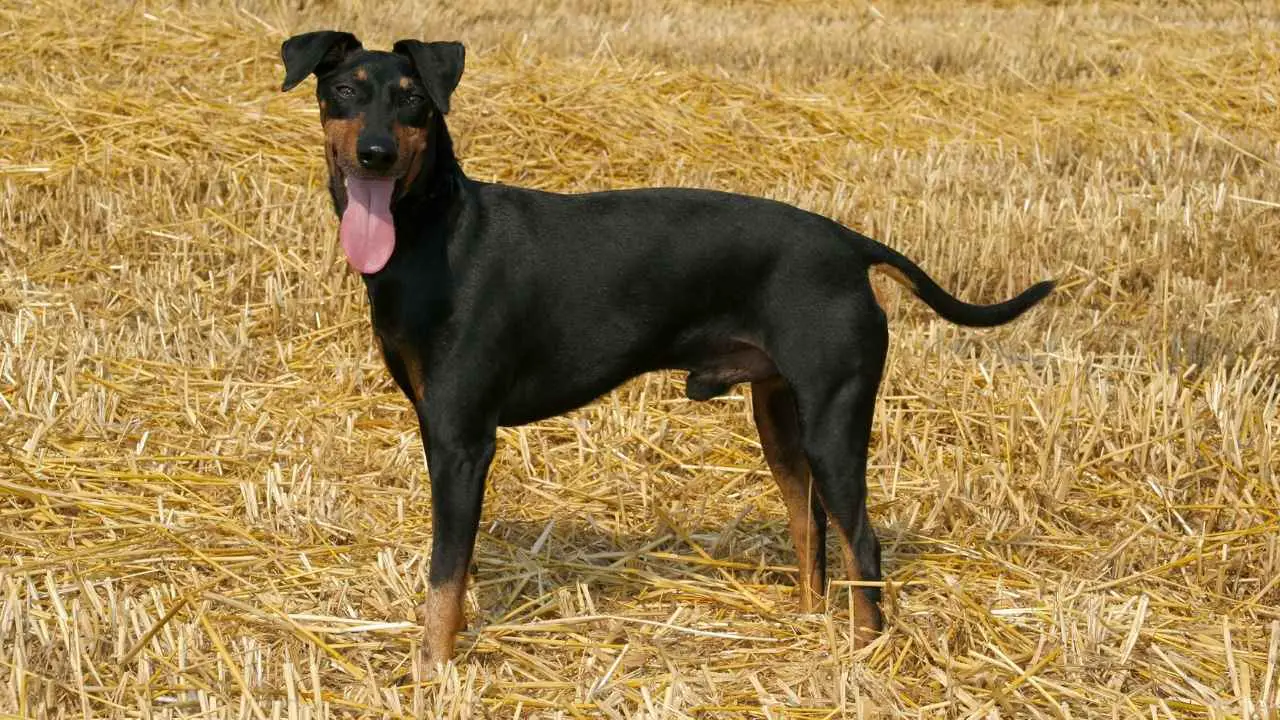 Manchester Terrier