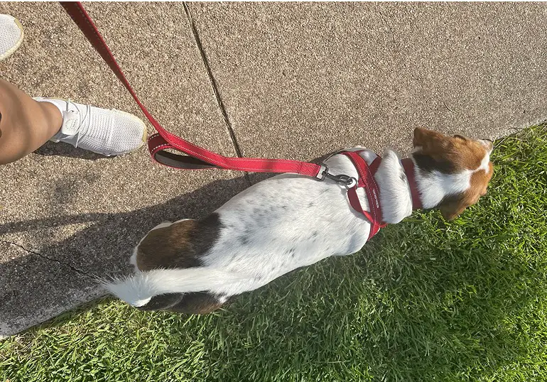 marche di collari per cani