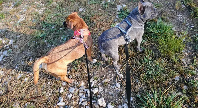 miglior guinzaglio per cani di grossa taglia