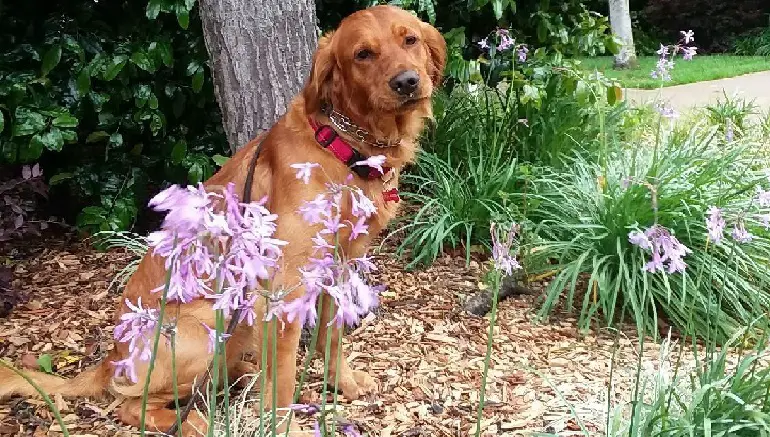 guinzaglio leggero per cani