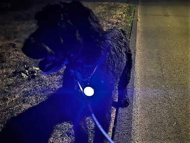 i migliori collari per cani a led