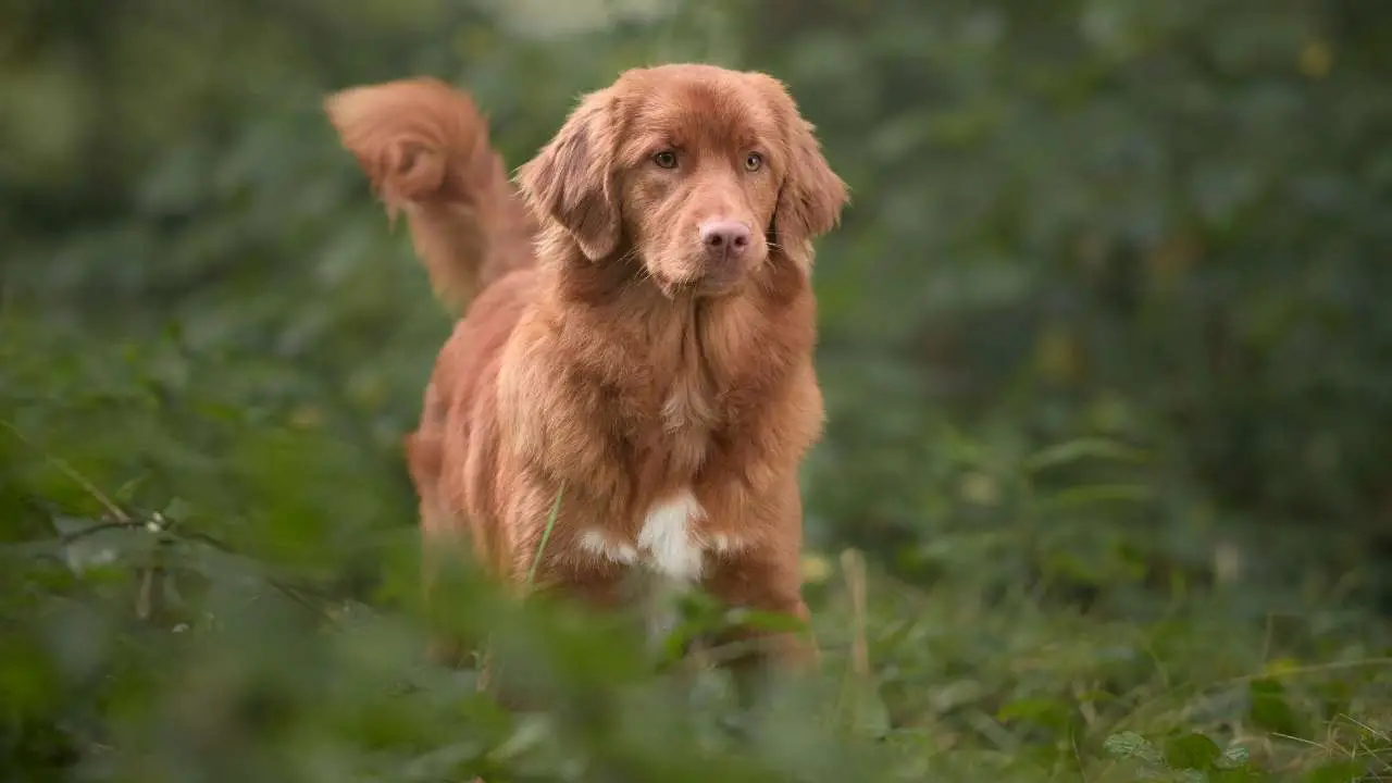 Nova Scotia Duck Tolling Retriever