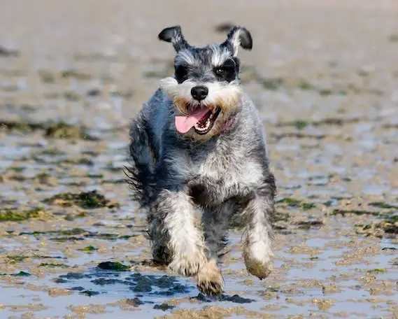 Parti mini Schnauzer