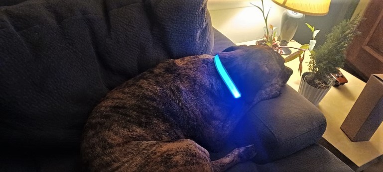 i migliori collari per cani a led