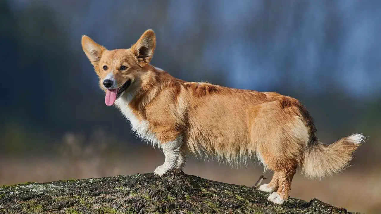 Corgi gallese Pembroke