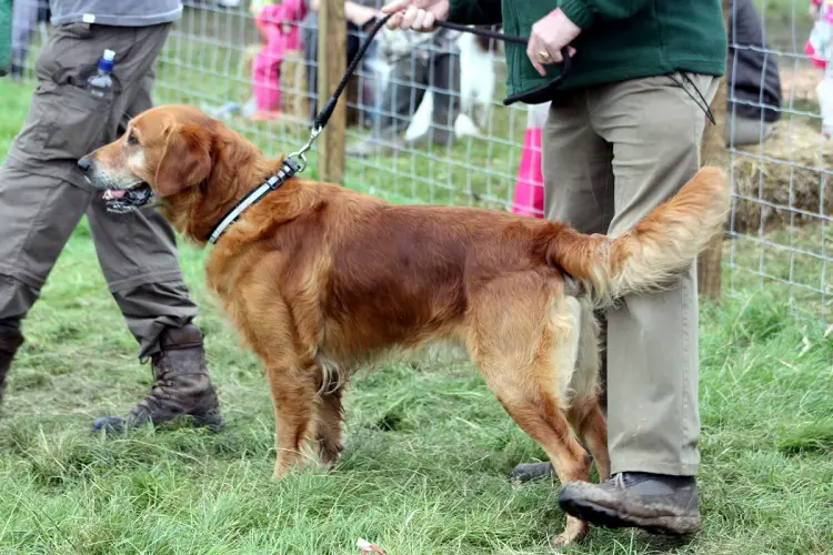 quanti cani ci sono negli Stati Uniti