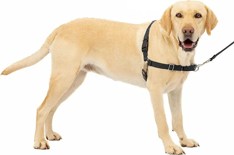 PetSafe Easy Walk Dog Harness Review 1