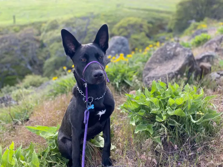 guinzaglio del cane per evitare di tirare