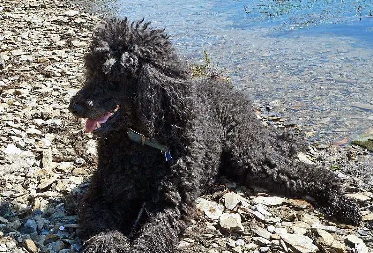 razza spaniel d'acqua irlandese