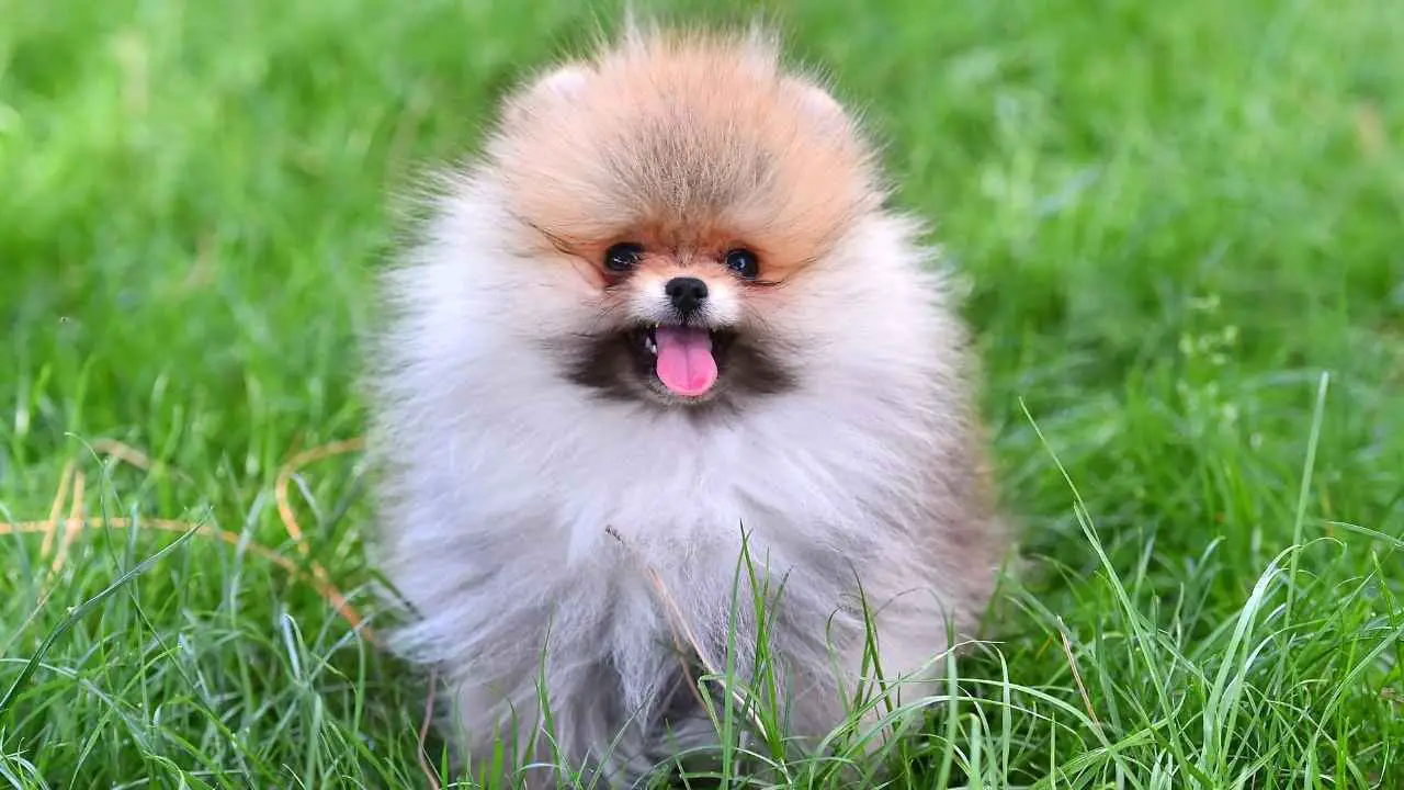 Pomerania