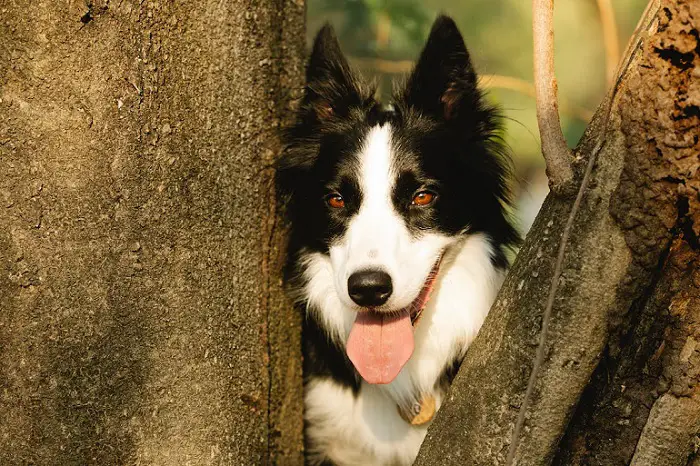 border collie