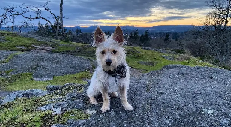 yorkshire terrier australiano